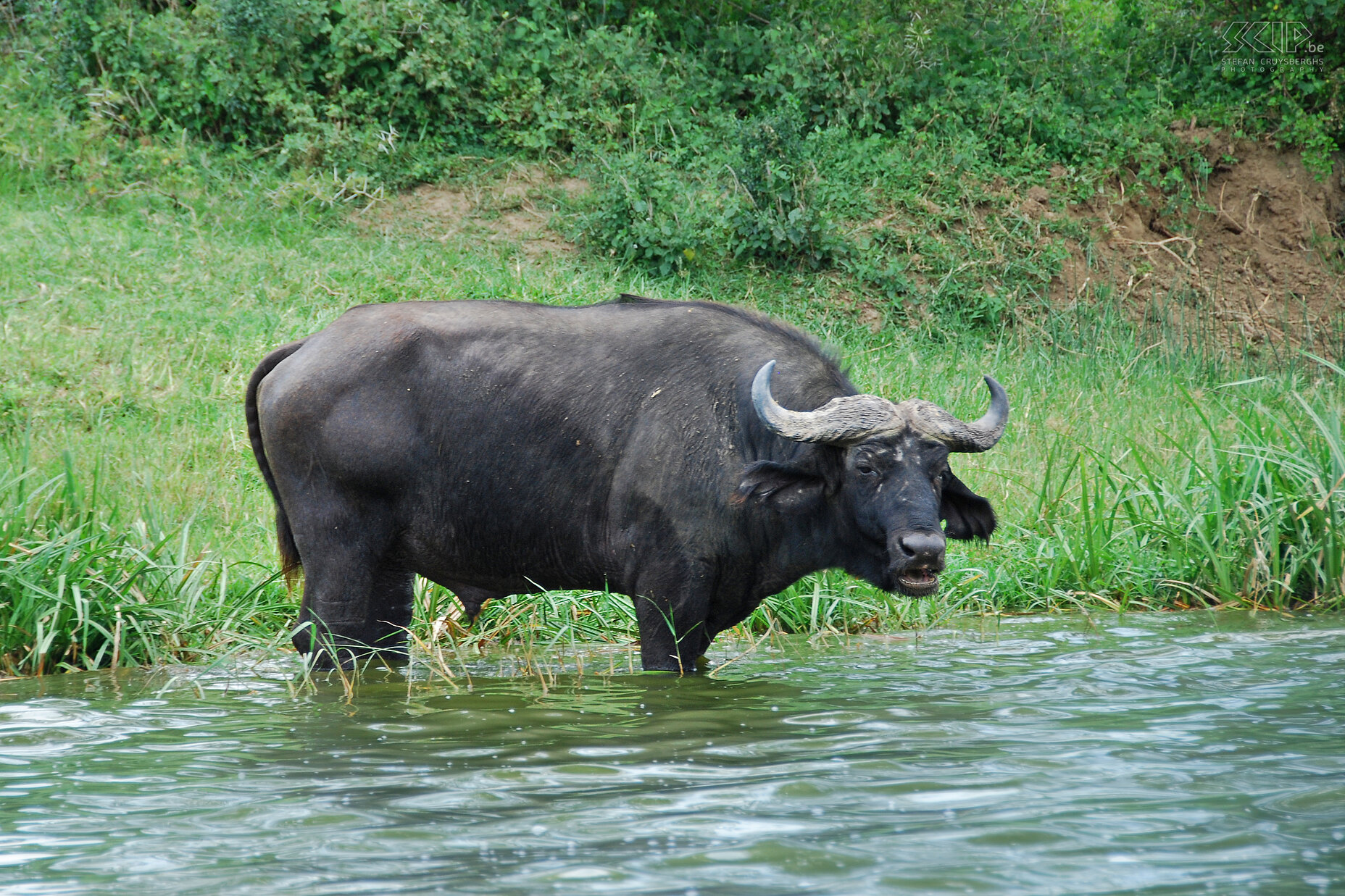 Queen Elizabeth - Buffalo A boat trip on the Kazinga canal is without any doubt one of the highlights in Queen Elizabeth NP. There are a lot of buffaloes, hippopotamus and birds, and the boat can sometimes approach the animals up close, just like this buffalo that looks straight into my camera. Stefan Cruysberghs